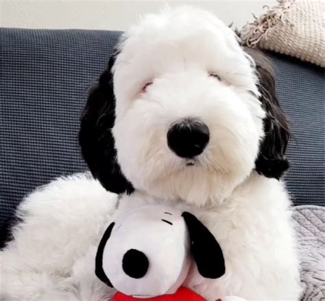 Bayley the dog, a mini sheepadoodle who looks like Snoopy from。